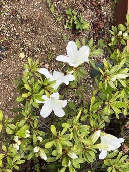 つつじ つつじ つつじ,花,白の写真素材