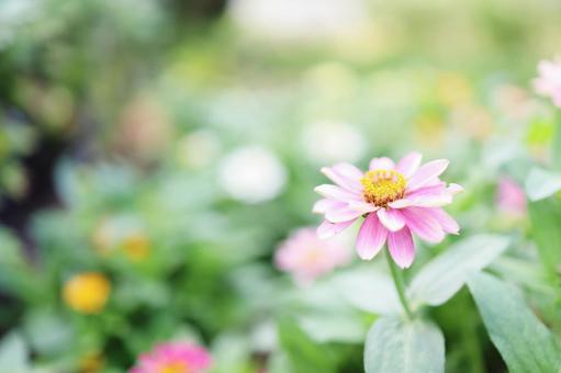 Pink Zinnia, JPG