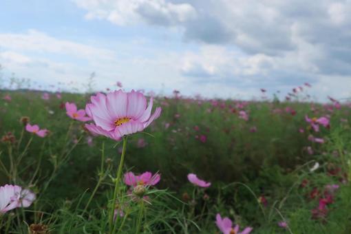 コスモス畑の写真