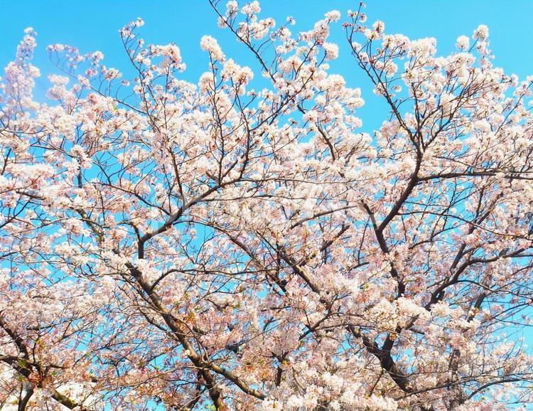 足立区の東の方で撮影した桜10 桜,足立区,春の写真素材