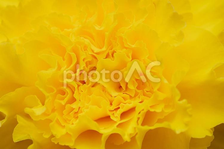 神代植物公園に咲く黄色のバラ 日本,花,バラの写真素材