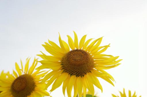 Sunflower, JPG Sunflower, JPG