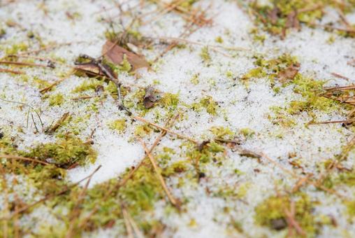 うっすら雪が降ったコケの地面 うっすら雪が降ったコケの地面 うっすら,雪,地面の写真素材