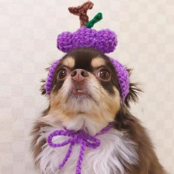 ブドウだワン ブドウだワン 犬,ペット,チワワの写真素材
