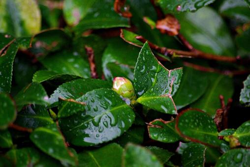 庭木と雨滴 雨滴,水,しずくの写真素材