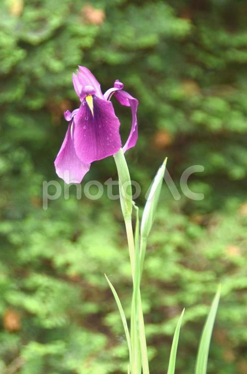 夏の花：ハナショウブ8 植物,ハナショウブ,花菖蒲の写真素材