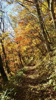 山の紅葉トンネル 山の紅葉トンネルの写真