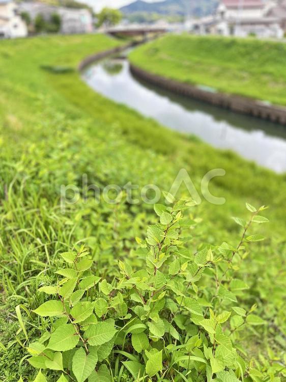 河川敷　春の堤防 春の河川敷,自生,河川の堤防の写真素材