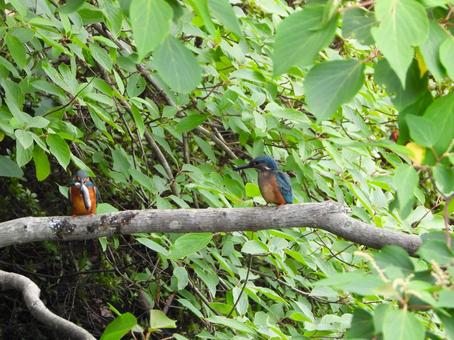 A parent kingfisher teaching its baby how to eat, JPG