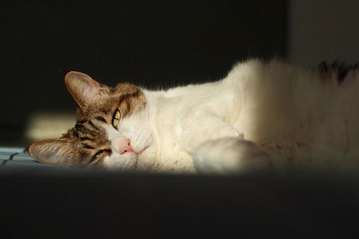 ペットの猫 ペットの猫 猫,にゃんこ,ペットの写真素材
