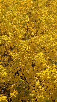 いちょう いちょう,紅葉,葉の写真素材