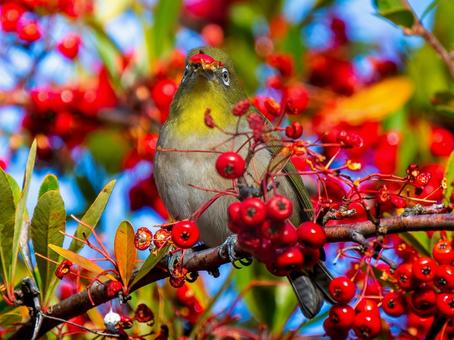 Pyracantha and Japanese White-eye, JPG