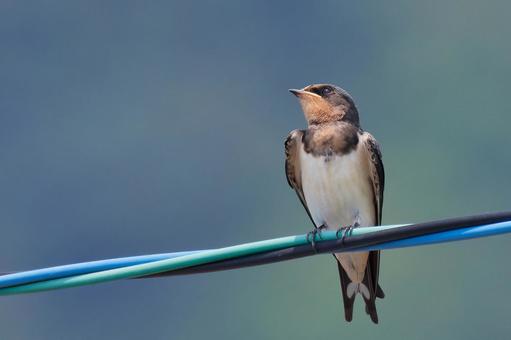 電線で親鳥を待つツバメの幼鳥 電線で親鳥を待つツバメの幼鳥 つばめ,ツバメ,燕の写真素材