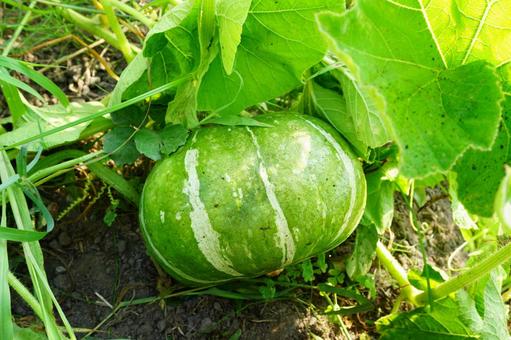 かぼちゃ かぼちゃ,野菜,植物の写真素材