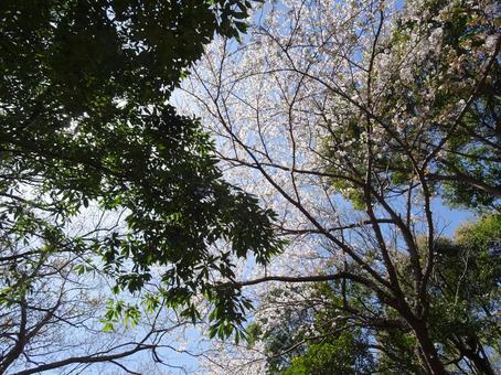 Photo, april, cherry blossoms, petal, 
