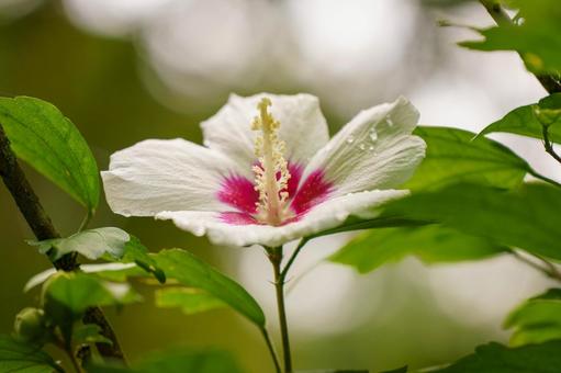 雨上がりに濡れた白いムクゲの花 雨上がりに濡れた白いムクゲの花の写真