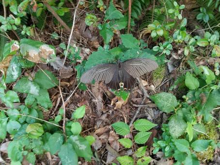 クロアゲハ 森 昆虫 クロアゲハ 森 昆虫の写真
