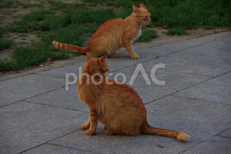 春のたそがれの公園猫 ネコ,猫,公園猫の写真素材