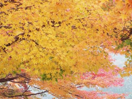 【紅葉写真】美しい紅葉 紅葉,自然,風景の写真素材