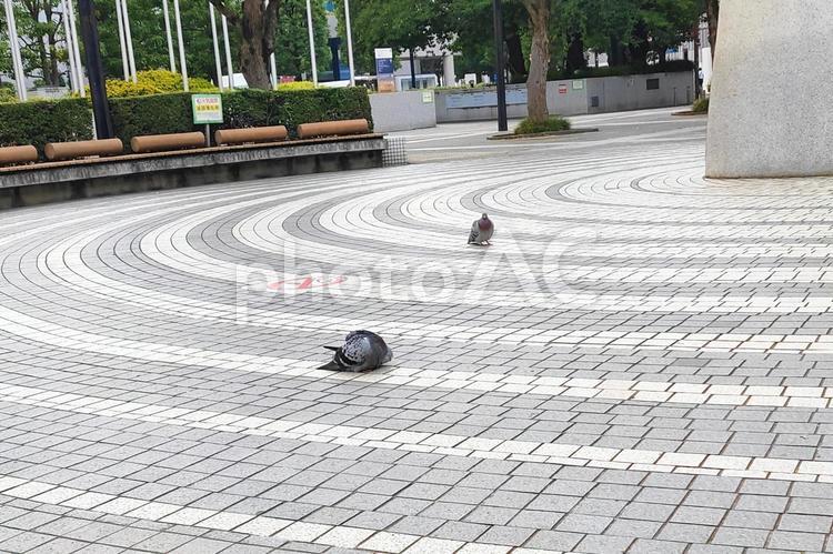 街中でくつろぐハト 鳩,ハト,鳥の写真素材