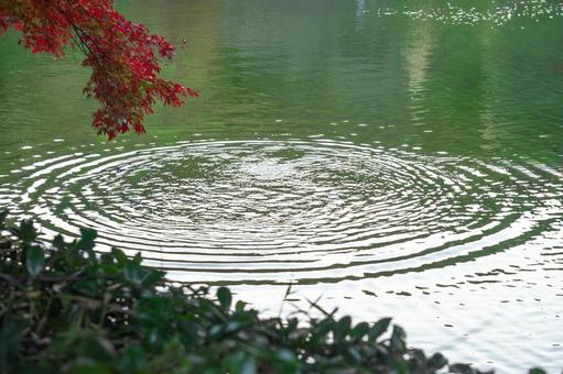池の水紋とモミジ 池の水紋とモミジ 池,水面,波紋の写真素材