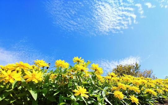 秋晴れの青空に映える黄色いジニアの花 ジニア,百日草,キク科の写真素材