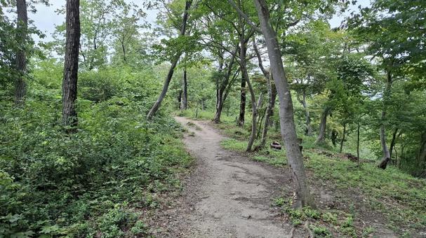 木洩れ日の登山道 木洩れ日の登山道 登山道,登山,木漏れ日の写真素材
