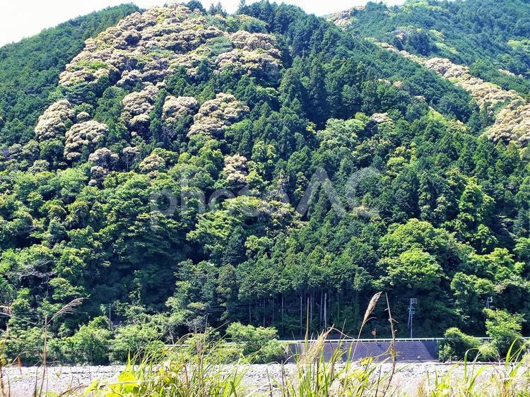 もこもこした椎の木の花盛りの春の山 新緑,美しい,きれいの写真素材
