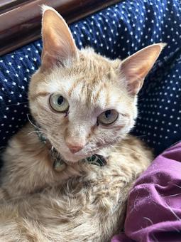 正面から見たネコ ねこ,動物,茶トラの写真素材