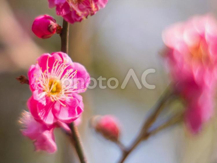 冬の終わりに咲く赤い梅の花１ 梅,梅の花,紅梅の写真素材