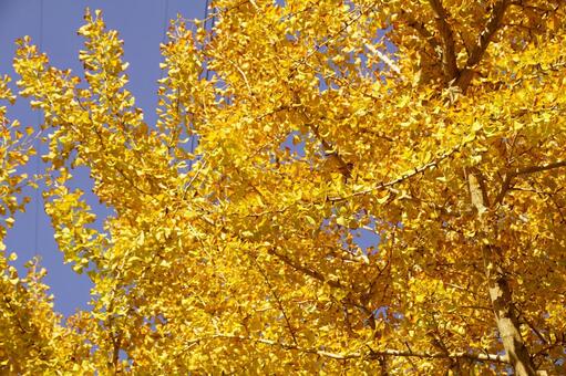 黄葉したイチョウ イチョウ,木,ギンナンの写真素材