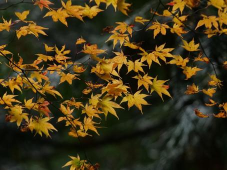 紅葉(モミジ) 紅葉(モミジ)の写真