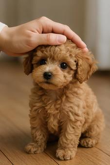 撫でられるトイプードルの子犬/AI生成 撫でられるトイプードルの子犬/AI生成の写真