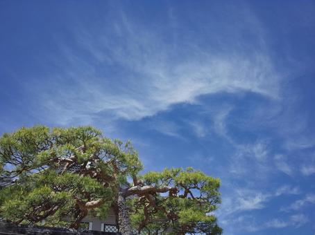 Pine trees and blue sky, sky, loose, blue, JPG