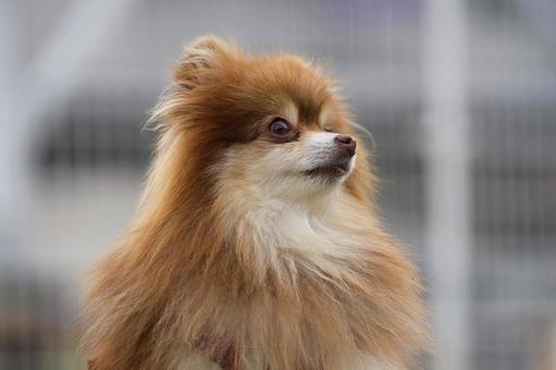 ポメラニアンのポートレート 犬,ポメラニアン,小型犬の写真素材