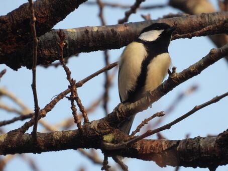 米山公園の桜桜の木に止まるシジュウカラ 鳥,野鳥,留まるの写真素材