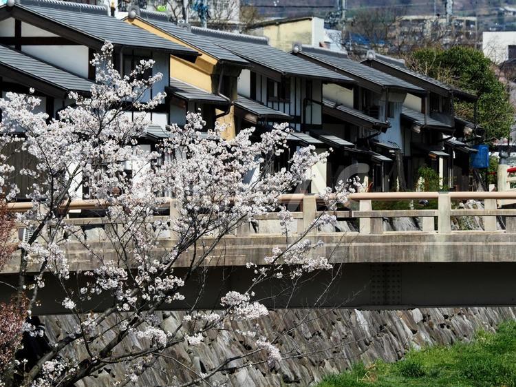 なわて通りの建物と女鳥羽川の桜（長野県） なわて通り,女鳥羽川,桜の写真素材