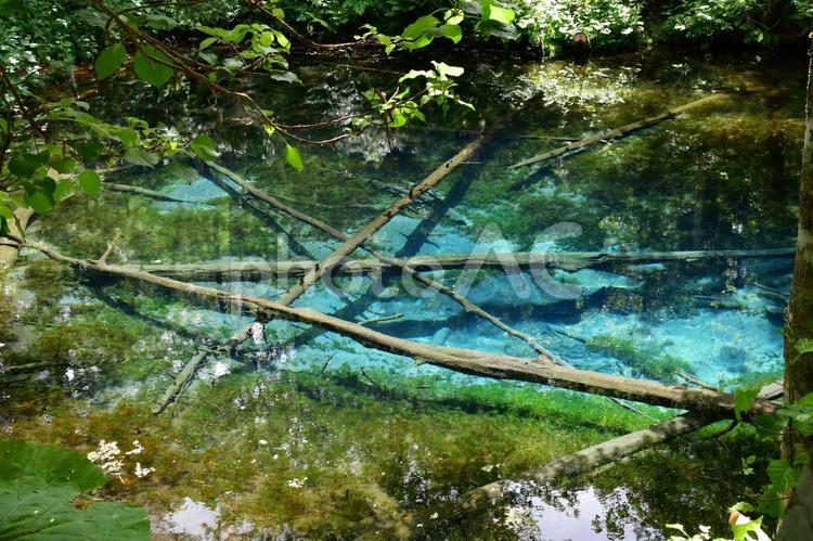 湖底までくっきり神の子池 池,木,森の写真素材