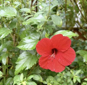 hibiscus, JPG hibiscus, JPG