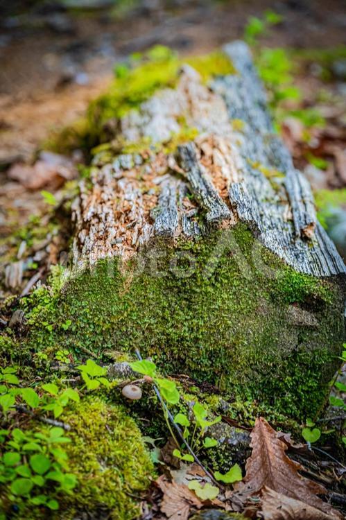 北海道　支笏湖　苔の回廊 北海道,hokkaido,支笏湖の写真素材