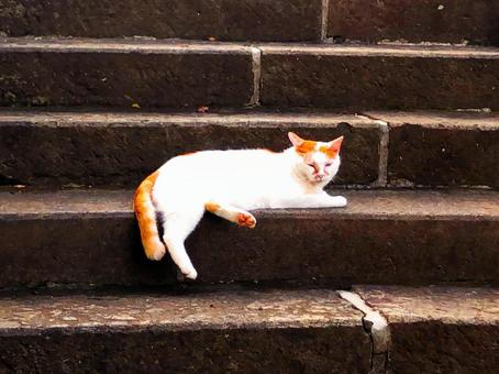 階段でくつろぐ白茶猫 階段でくつろぐ白茶猫 白茶猫,階段,寛ぐの写真素材