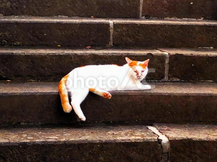 階段でくつろぐ白茶猫 白茶猫,階段,寛ぐの写真素材