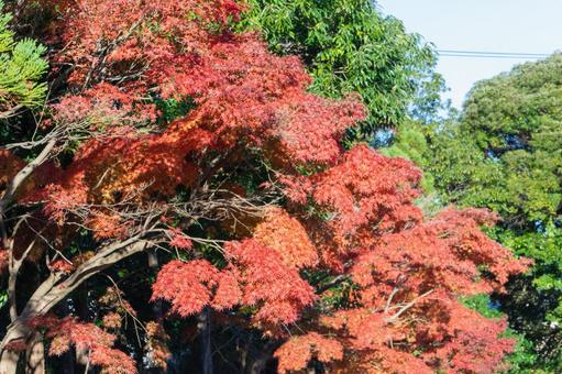 秋の気配・色づく紅葉 秋の気配・色づく紅葉 モミジ,紅葉,秋の背景の写真素材
