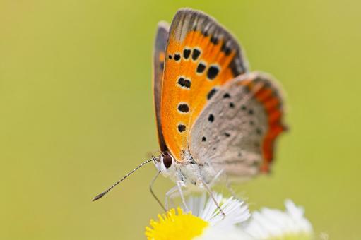 A copper butterfly resting on a silverleaf dandelion, bennisimi, butterfly, butterfly, JPG