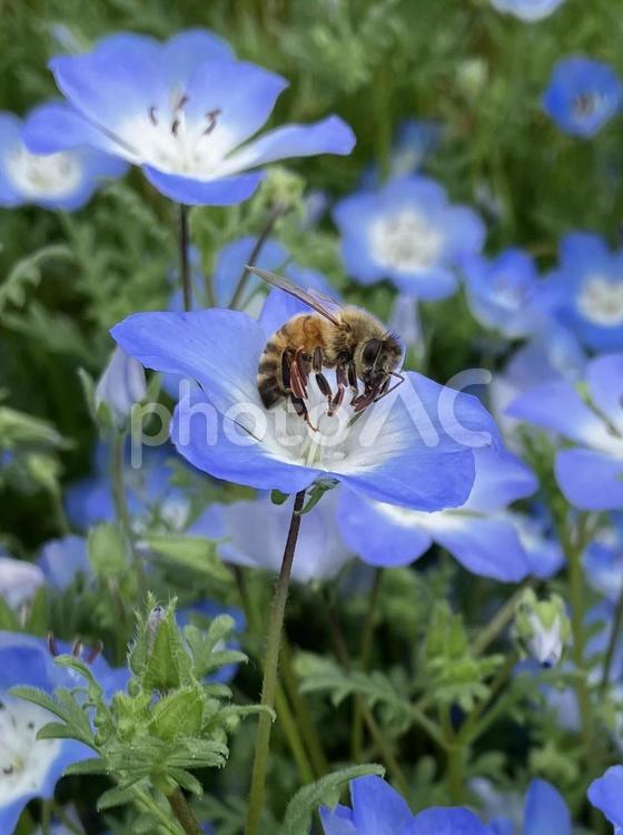 ネモフィラの上のミツバチ 蜜蜂,ネモフィラ,青い花の写真素材