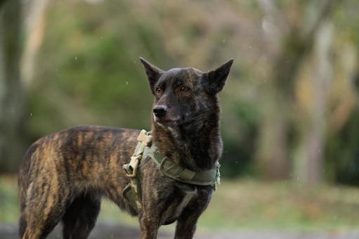 甲斐犬のポートレート 犬,甲斐犬,中型犬の写真素材