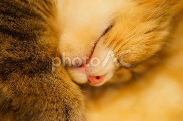 気持ちよさそうな猫 猫,猫カフェ,ネコの写真素材