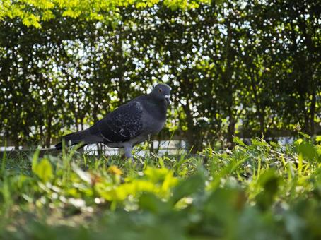 陽光を浴びる鳩 鳩,ハト,鳥の写真素材