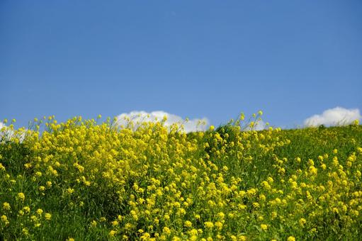 青空と菜の花 青空と菜の花 青空,菜の花,雲の写真素材