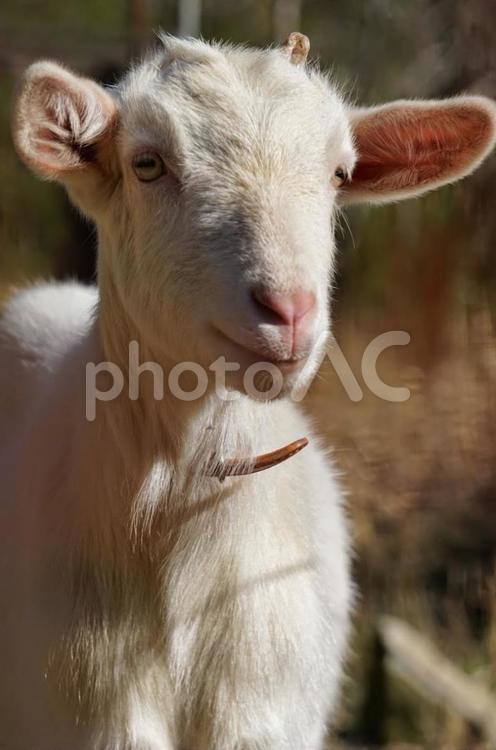 やさしい目の白ヤギ ヤギ,動物,家畜の写真素材